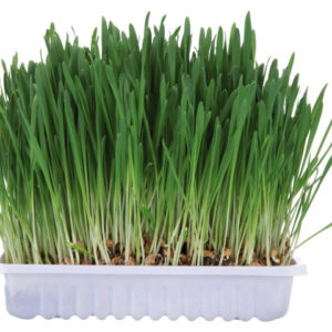 Trixie Iarba Pentru Rozatoare, 100 g, 6035