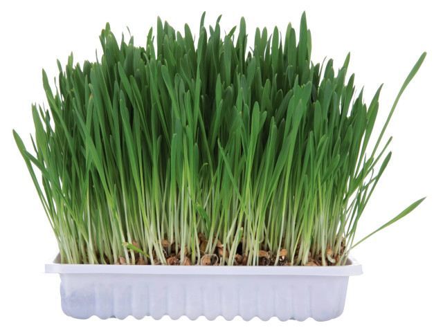 Trixie Iarba Pentru Rozatoare, 100 g, 6035