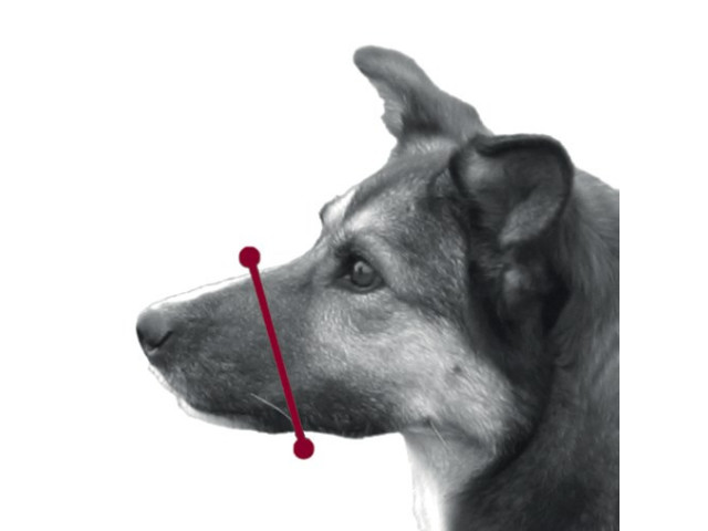 Trixie Botnita Plastic, L: 32 cm, 17606 - imagine 3