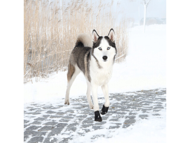 Trixie Pantofi Walker Active, Cu Talpa Robusta, S-M, 2 buc, Negru, 19462 - imagine 4