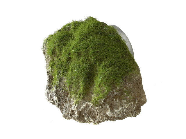 Aqua Della Decor Piatra Cu Muschi Si Ventuza XS - 9x6x6,5 cm 234/430149