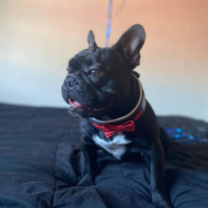 Bestia Zgarda Bowtie-Papion, Piele Naturala, S: 35-42.5 cm, Negru/Rosu