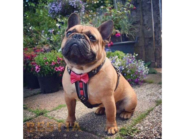 Bestia Ham Bowtie-Papion, Piele Naturala, S: 40-73 cm, Negru/Rosu, pentru Pug, Bulldog, Jack Russel, etc - imagine 3