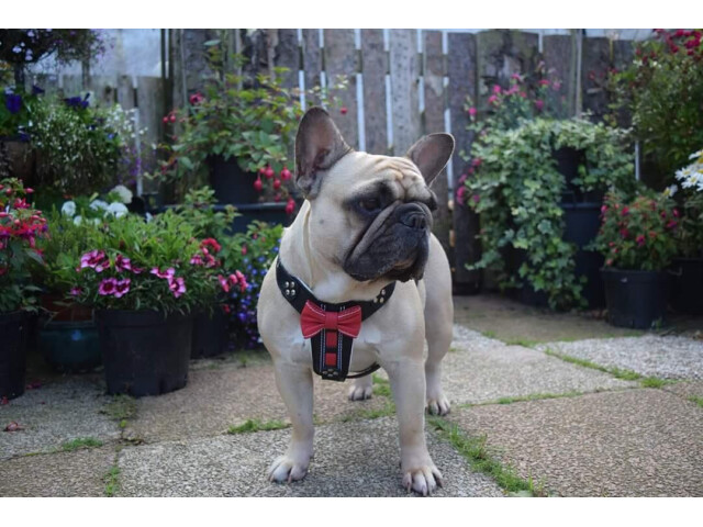 Bestia Ham Bowtie-Papion, Piele Naturala, S: 40-73 cm, Negru/Rosu, pentru Pug, Bulldog, Jack Russel, etc