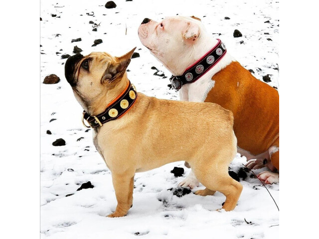 Bestia Zgarda Bijou, Piele Naturala, L: 42.5-50 cm, Negru/Roz, pentru Boxer, Retriever, etc - imagine 3