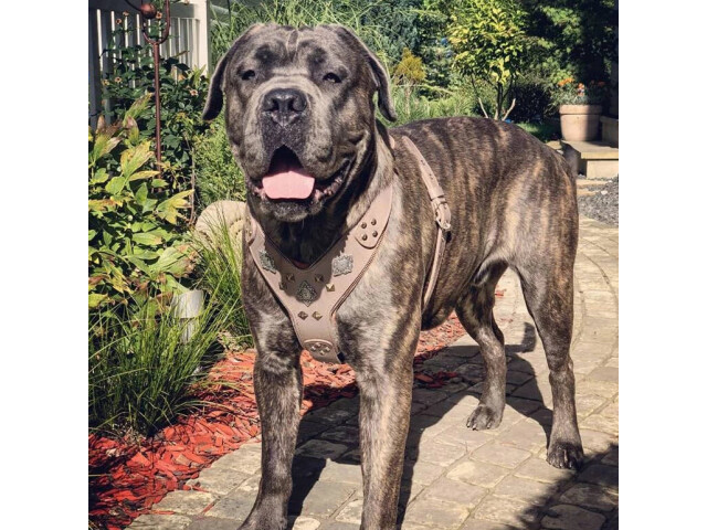 Bestia Ham Aztec, Piele Naturala, M, Maro