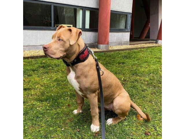 Bestia Zgarda Red Dragon, Piele Naturala, M, Negru - imagine 4