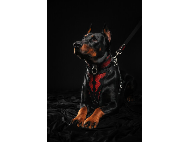 Bestia Zgarda Red Dragon, Piele Naturala, M, Negru - imagine 3