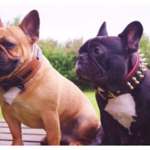 Bestia Zgarda Bowtie-Papion, Piele Naturala, XL, Maro/Negru