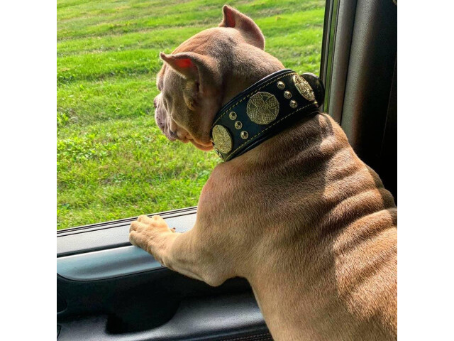 Bestia Zgarda Maximus, Piele Naturala, S, Negru/Auriu - imagine 9