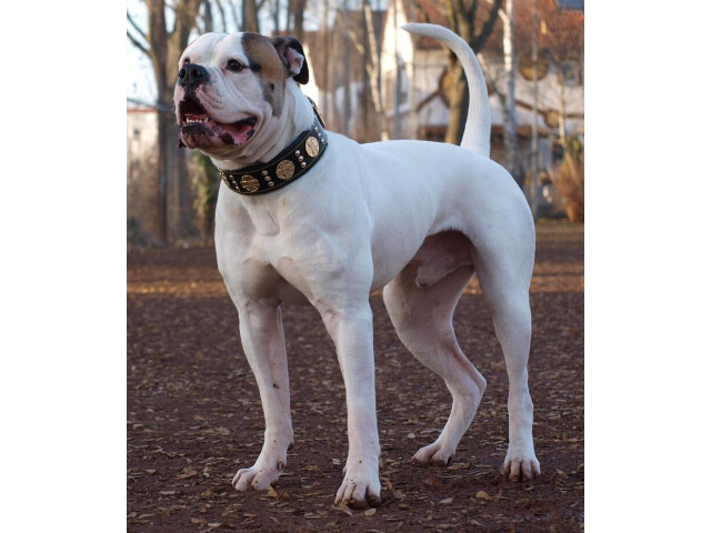 Bestia Zgarda Maximus, Piele Naturala, S, Negru/Auriu - imagine 5