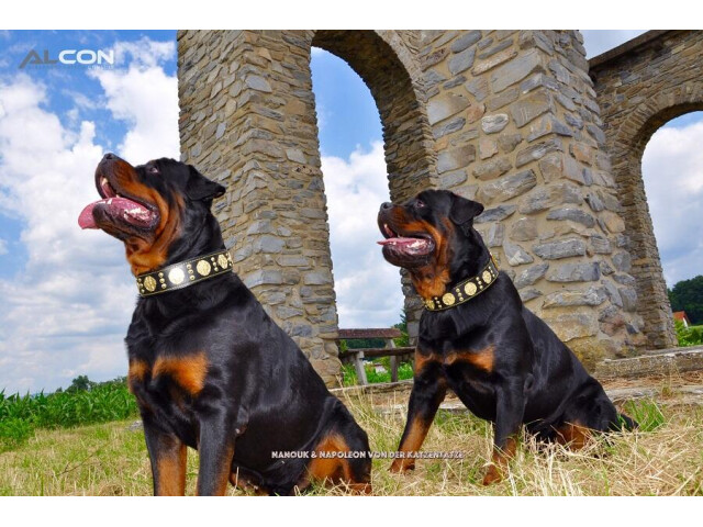 Bestia Zgarda Maximus, Piele Naturala, S, Negru/Auriu - imagine 8