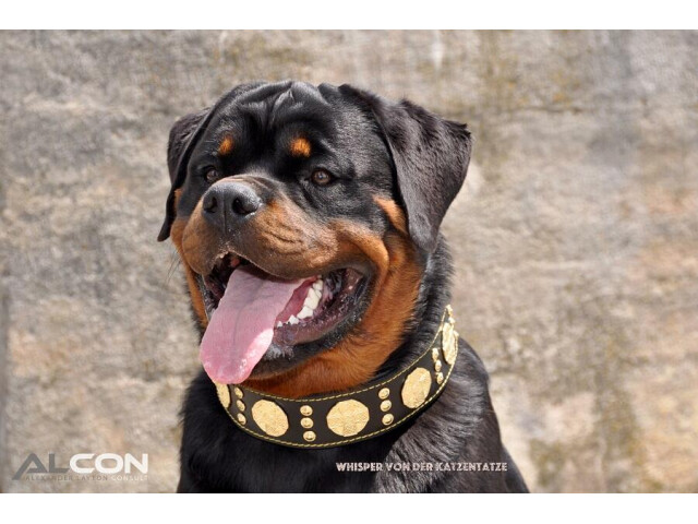 Bestia Zgarda Maximus, Piele Naturala, S, Negru/Auriu - imagine 7