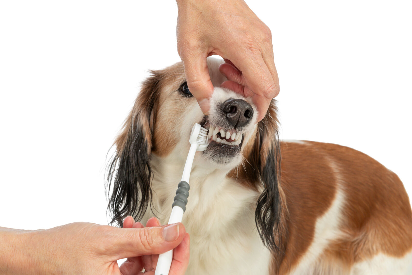 Trixie Periuta de Dinti cu 3 Capete, 18 cm, Alb/Gri, 25622 - imagine 4