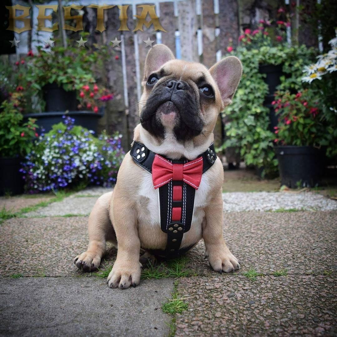 Bestia Ham Bowtie-Papion, Piele Naturala, S: 40-73 cm, Negru/Rosu, pentru Pug, Bulldog, Jack Russel, etc - imagine 7