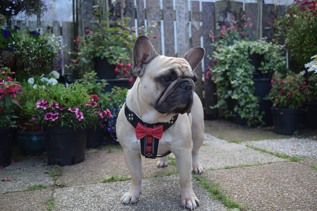 Bestia Ham Bowtie-Papion, Piele Naturala, S: 40-73 cm, Negru/Rosu, pentru Pug, Bulldog, Jack Russel, etc - imagine 6