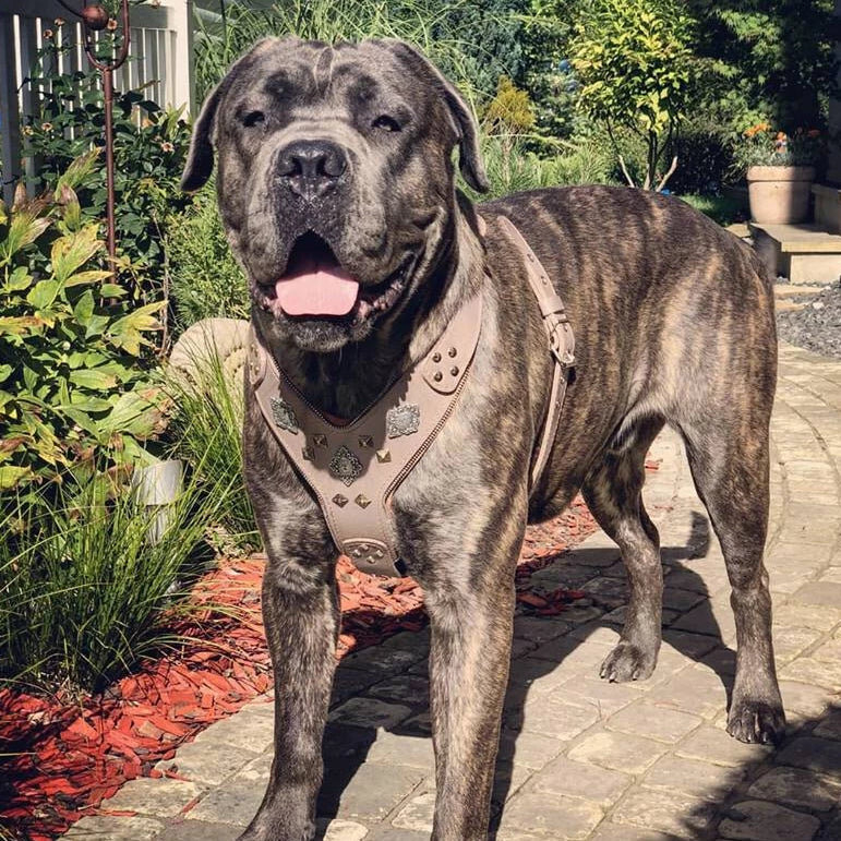 Bestia Ham Aztec, Piele Naturala, M, Maro - imagine 3