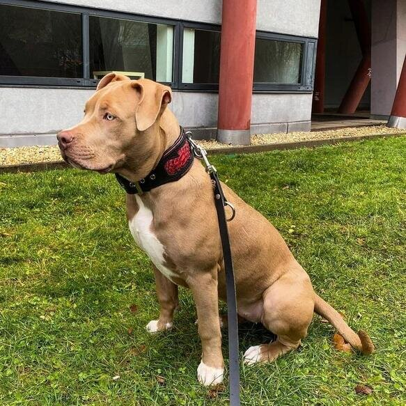 Bestia Zgarda Red Dragon, Piele Naturala, M, Negru - imagine 8