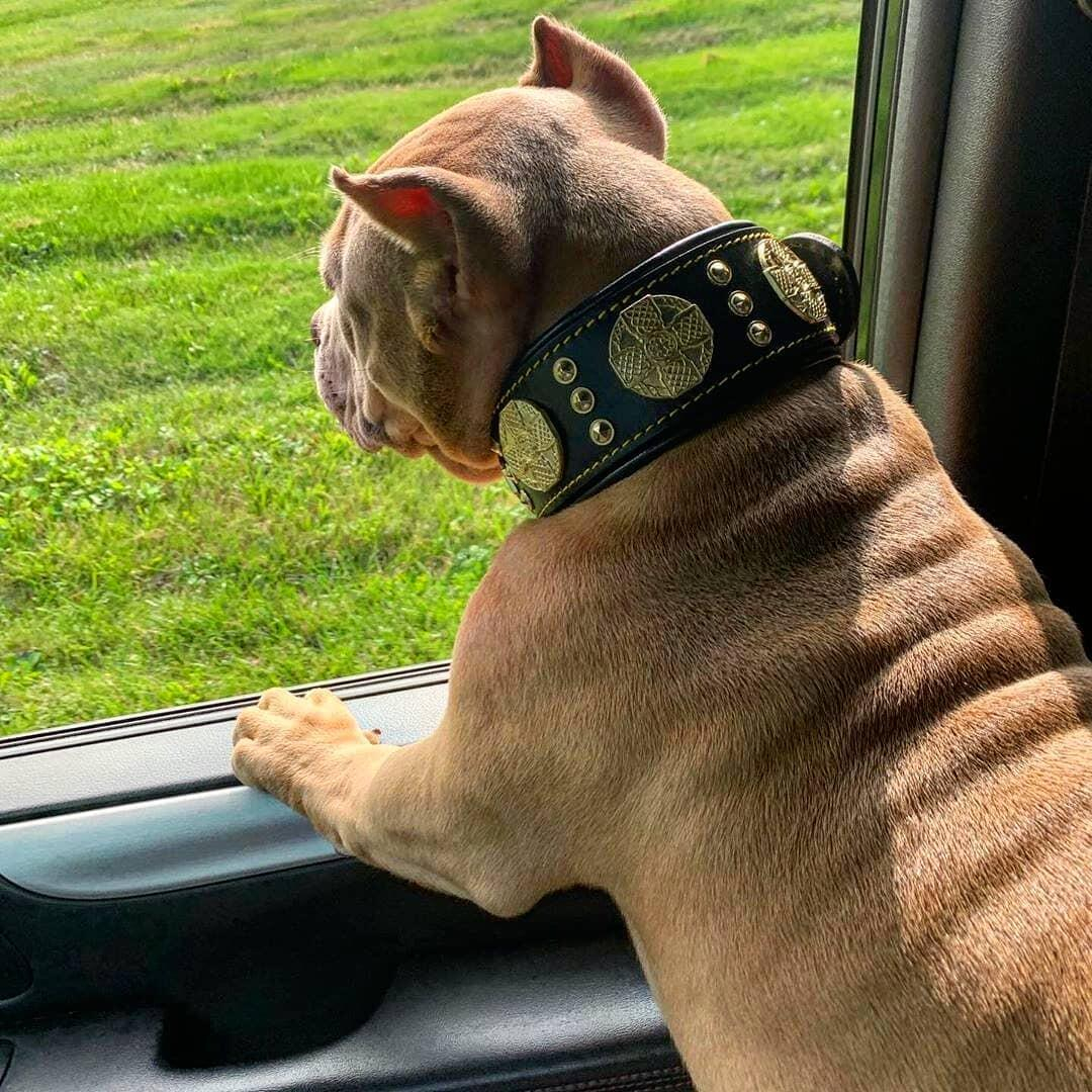 Bestia Zgarda Maximus, Piele Naturala, S, Negru/Auriu - imagine 20